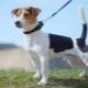 Smooth Jack Russell Terrier: appearance, nature and rules of care