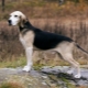 Hounds of dogs: varieties of breeds, especially their content