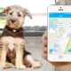 GPS trackers for dogs: why are needed and how to choose them?