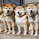 Hokkaido: breed description and content