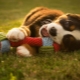 Dog toys: types and choices