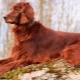 Irish Setter: Breed Characteristics, Temperament and Care Tips