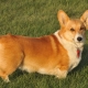 Welsh Corgi breed history