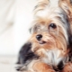 Yorkshire Terriers: breed standards, character, varieties and contents