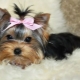 Yorkshire Mini Terrier: breed description and content