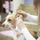 How to clean the ears of a dog at home?