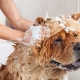 How to wash a dog?