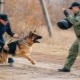 How to train your dog team Fas?