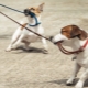 How to wean the dog pull the leash?