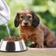 How to soak dry food for puppies?