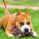 How to educate and train a Staffordshire Terrier?