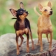 How to choose nicknames for toy terriers?