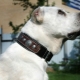 How to choose a collar for large breed dogs?