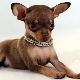 How to choose a toy terrier puppy?