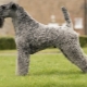 Kerry Blue Terrier: breed description, haircuts and content