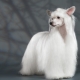 Chinese Crested Downy Dog: All About Breed