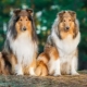 Collie: history, types, choice and care