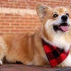 Corgi Flaffy: Gene Features and Puppy Content