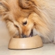 Dog food: classification and selection criteria