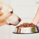 Food for dogs of large breeds: types and selection criteria