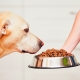 Holistic-class dog food: composition, types and selection criteria