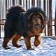 Large breeds of dogs: common features, rating, selection and care