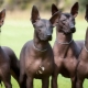 Xoloitzcuintle: breed species, how to contain it?