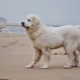 Kuvasz: description of the dog breed, temperament, care