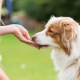 Treats for dogs: species, the best manufacturers and features of choice