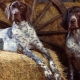 Pointing dogs: species description and secrets of content