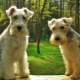 Lakeland Terrier: breed description and breeding