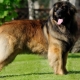 Leonberger: breed features and rules of dogs