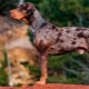 Leopard catahula dog: description, advantages and disadvantages, temperament, care rules