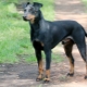 Manchester Terrier: description, feeding and care