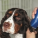 Dog grooming machines: varieties, selection and application