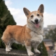 Metisy corgi: description and content