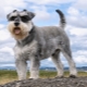 Schnauzer: description of the breed and the nuances of the content