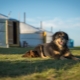 Mongolian Shepherd: breed description, nature and content