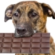 Can dogs be given sweets and why do they love them?