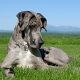 Great Danes: breed features and care for dogs