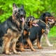 German dog breeds