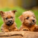 Norfolk Terrier: breed features and rules of care