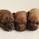 Newborn puppies: features of development, sex determination and care nuances