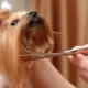 Dog grooming scissors: varieties, requirements and tips for choosing