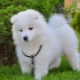 Overview of white fluffy dogs