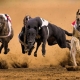 Review of the world's fastest dogs