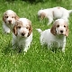 Description of English dog breeds