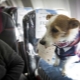 Features of the transport of dogs in the plane