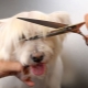 Features dog grooming