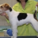 Features of fox terrier trimming